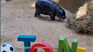 Le zoo de Berlin nomme un hippopotame nain… en hommage à Antonio Rüdiger