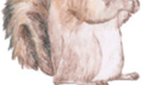 Bérat. Agenda : concours de dessin, tournoi Open de tennis et pièce de théâtre